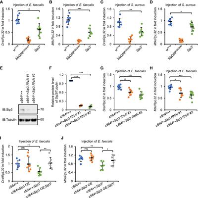 Endoplasmic reticulum-associated protein degradation contributes to Toll innate immune defense in Drosophila melanogaster